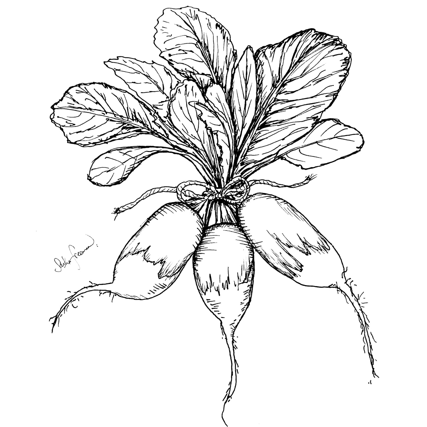 Radish 'French Breakfast' Seeds