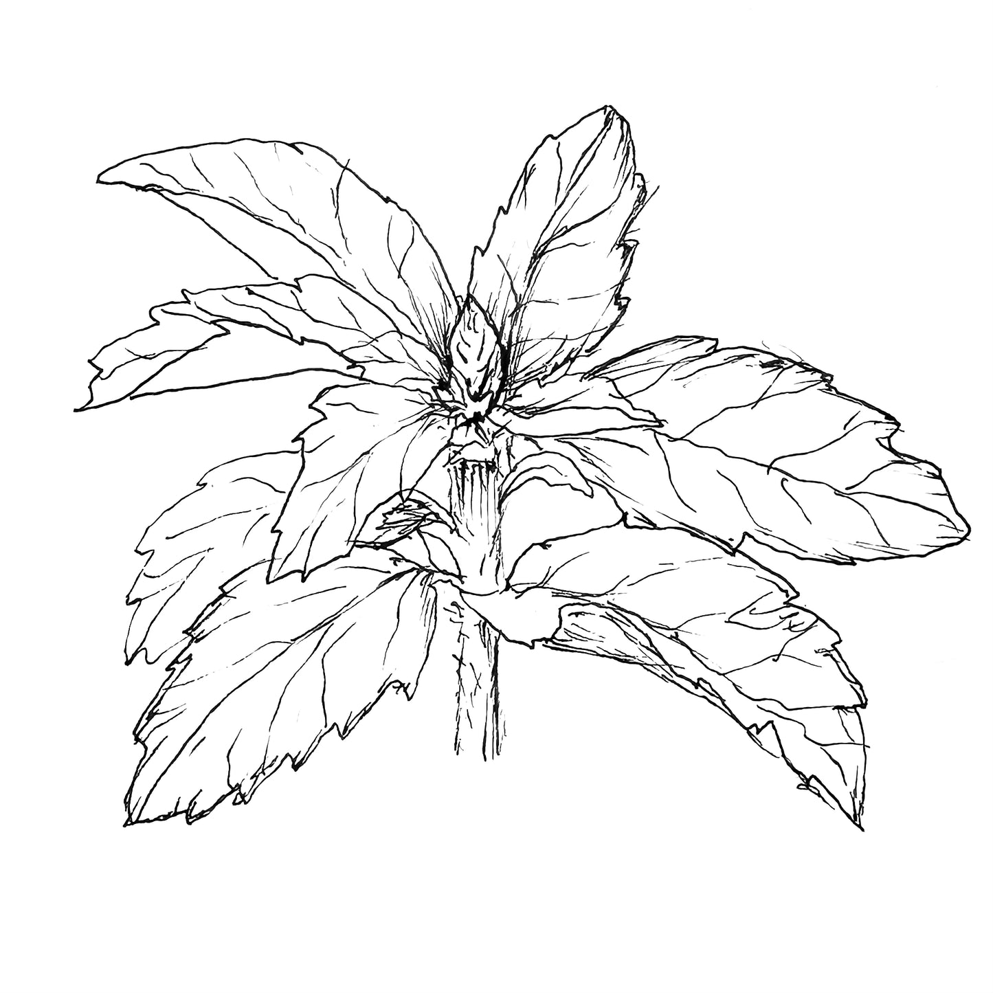 Sacred Basil Seeds