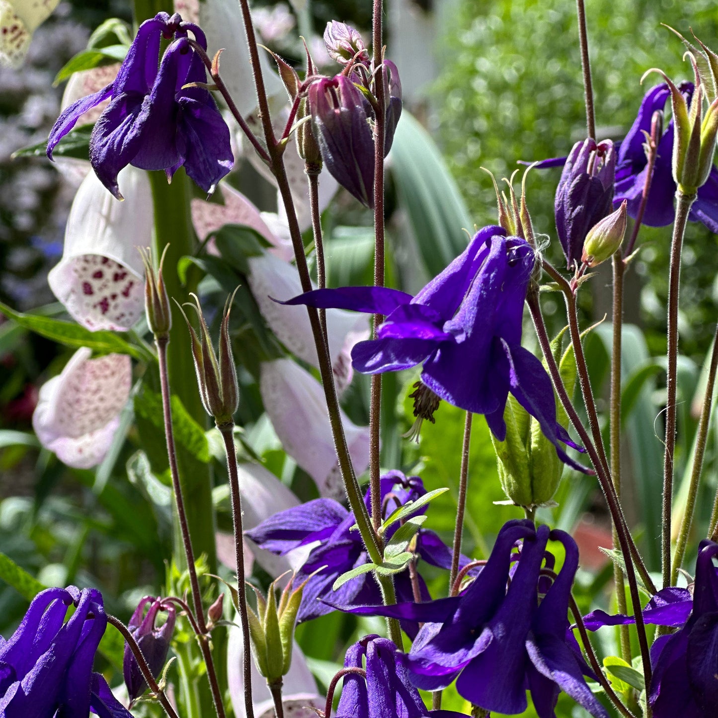 Aquilegia Mixed Seeds - Hollyhock Hill