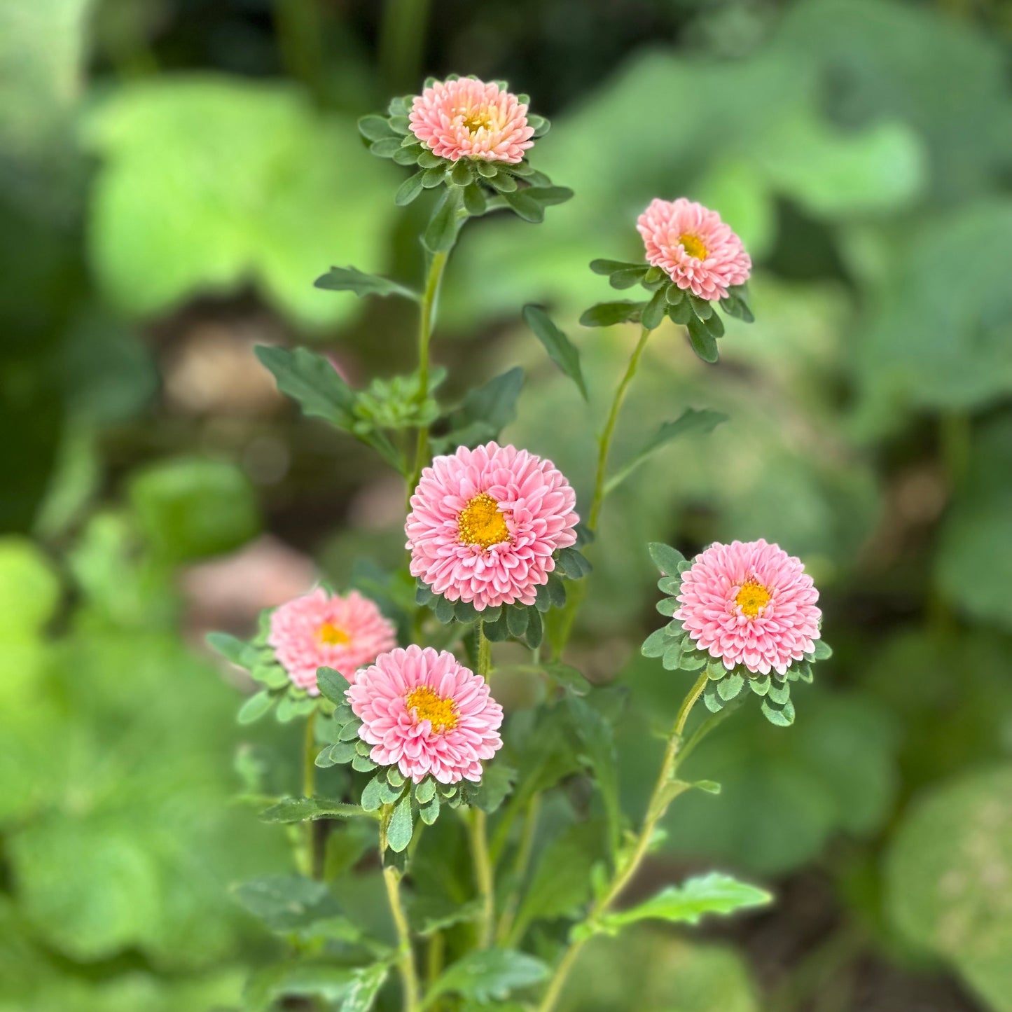 Aster 'Matsumoto Apricot' Seeds - Hollyhock Hill