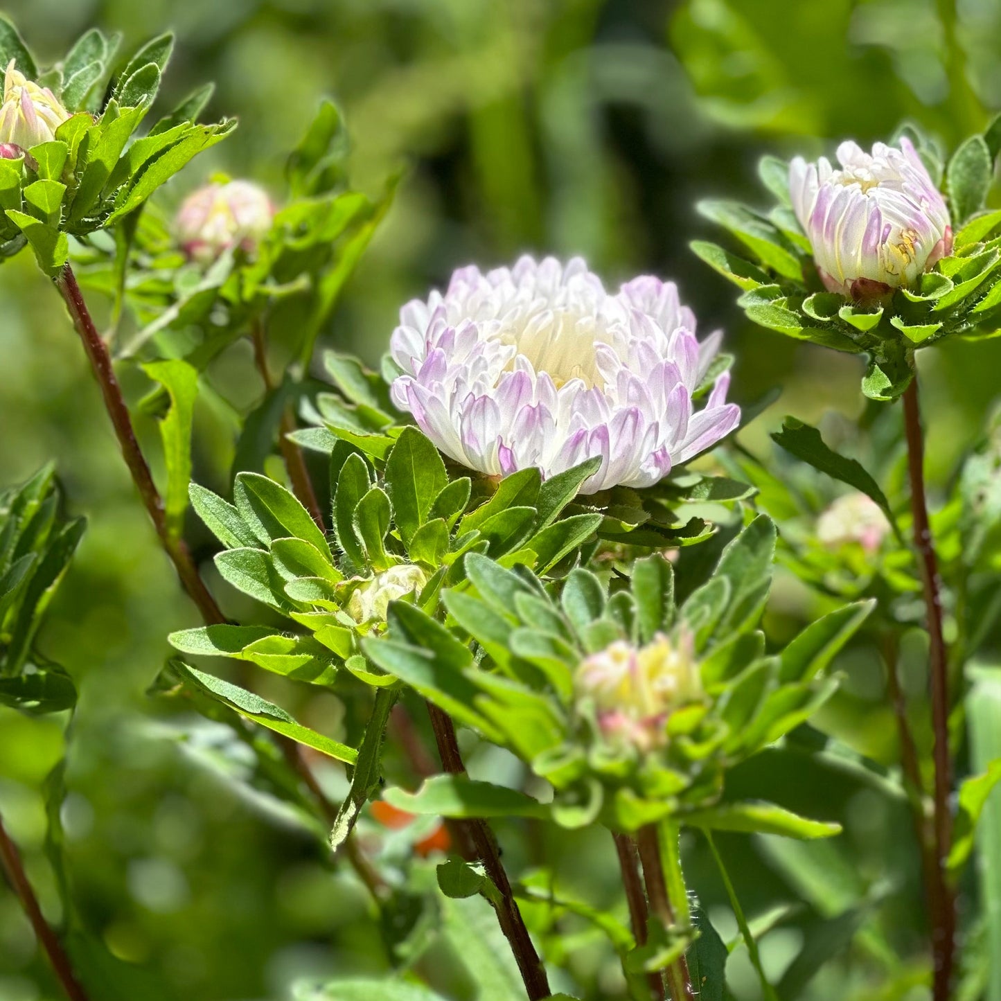 Aster 'Tall Peony Duchesse' Seeds - Hollyhock Hill