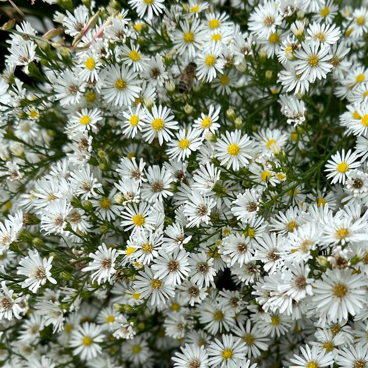 Aster vimineus - Hollyhock Hill