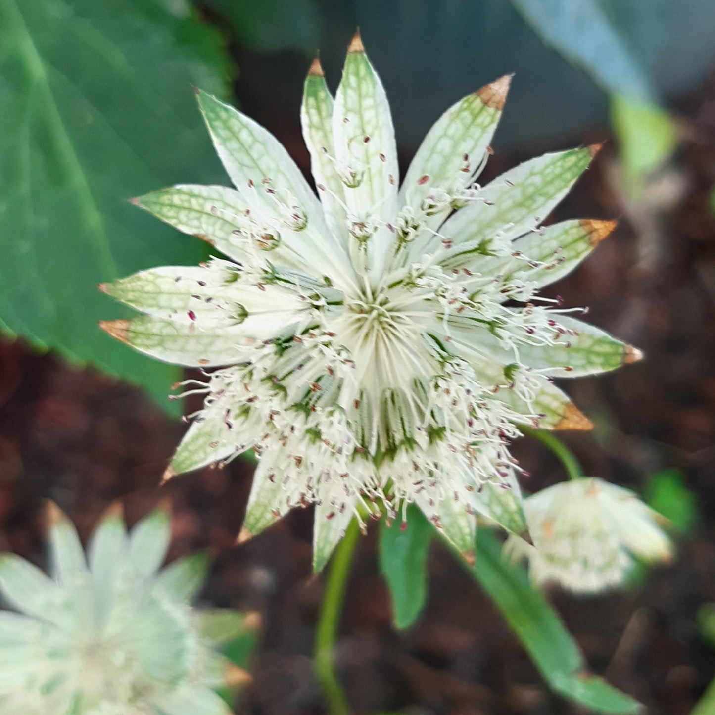 Astrantia major 'Snow Star' - Hollyhock Hill