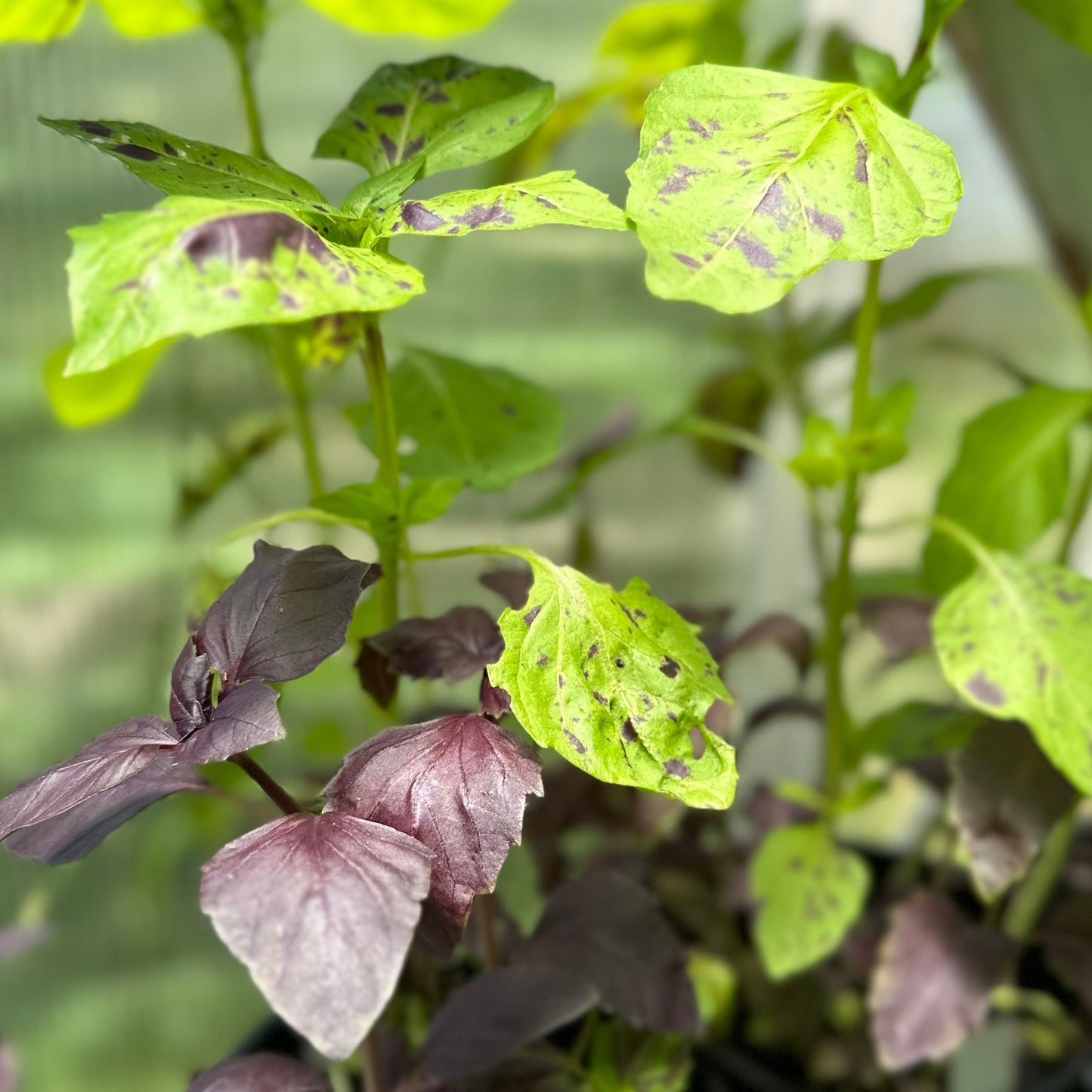 Basil 'Purple Ruffles' Seeds - Hollyhock Hill