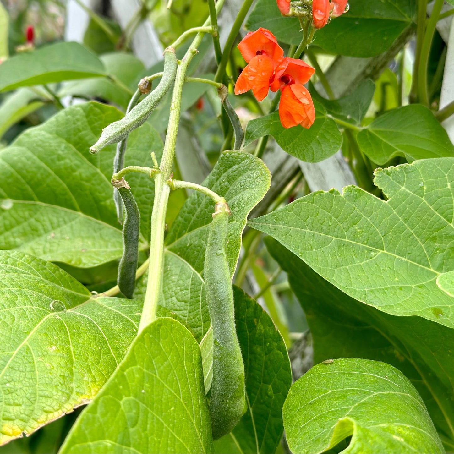 Bean 'Scarlet Emperor' Seeds - Hollyhock Hill