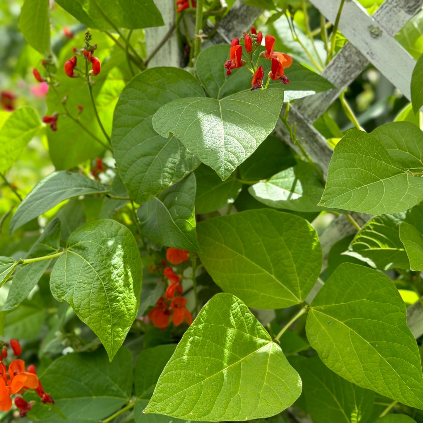 Bean 'Scarlet Emperor' Seeds - Hollyhock Hill