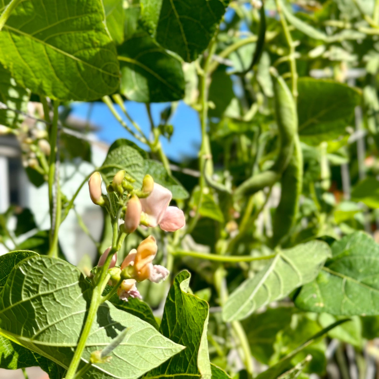 Bean 'Sunset Runner' Seeds - Hollyhock Hill