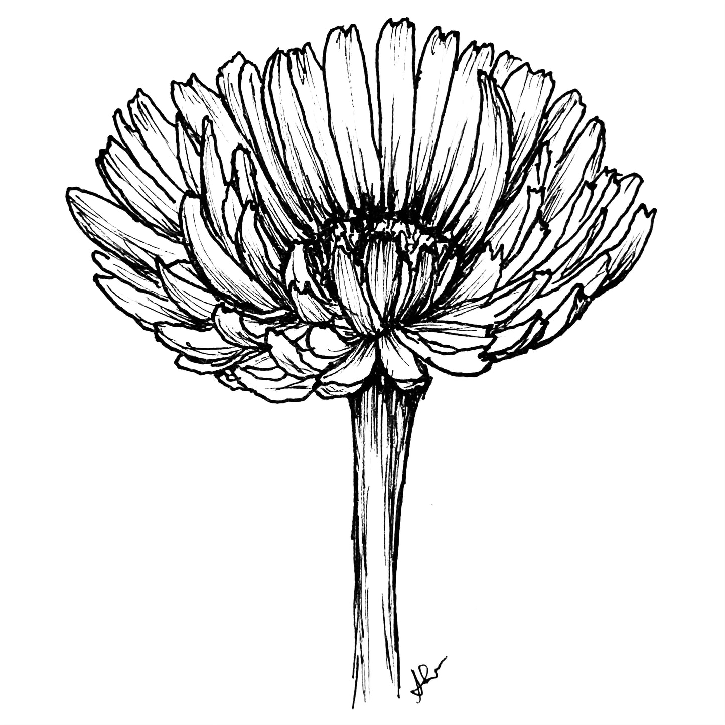 Calendula 'Pink Surprise' Seeds