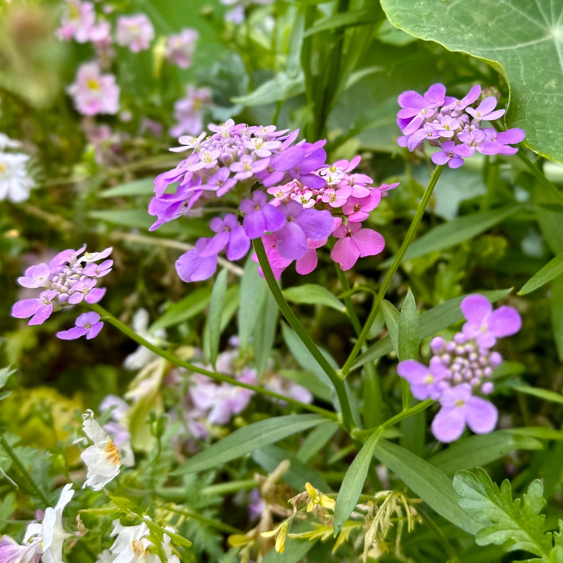 Candytuft 'Dwarf Fairy' Mix Seeds - Hollyhock Hill