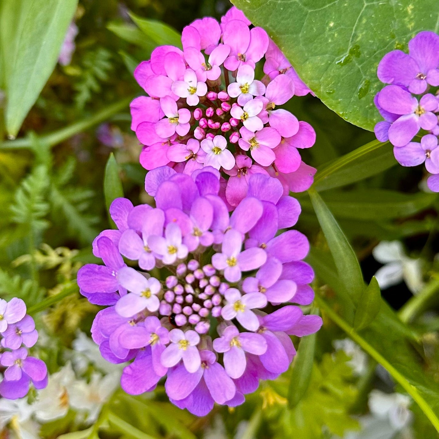 Candytuft 'Dwarf Fairy' Mix Seeds - Hollyhock Hill