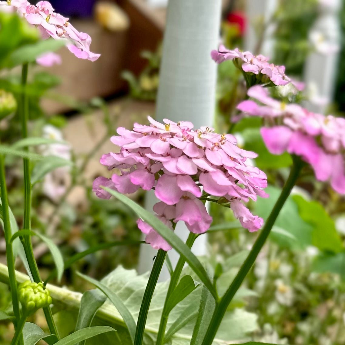 Candytuft 'Dwarf Fairy' Mix Seeds - Hollyhock Hill