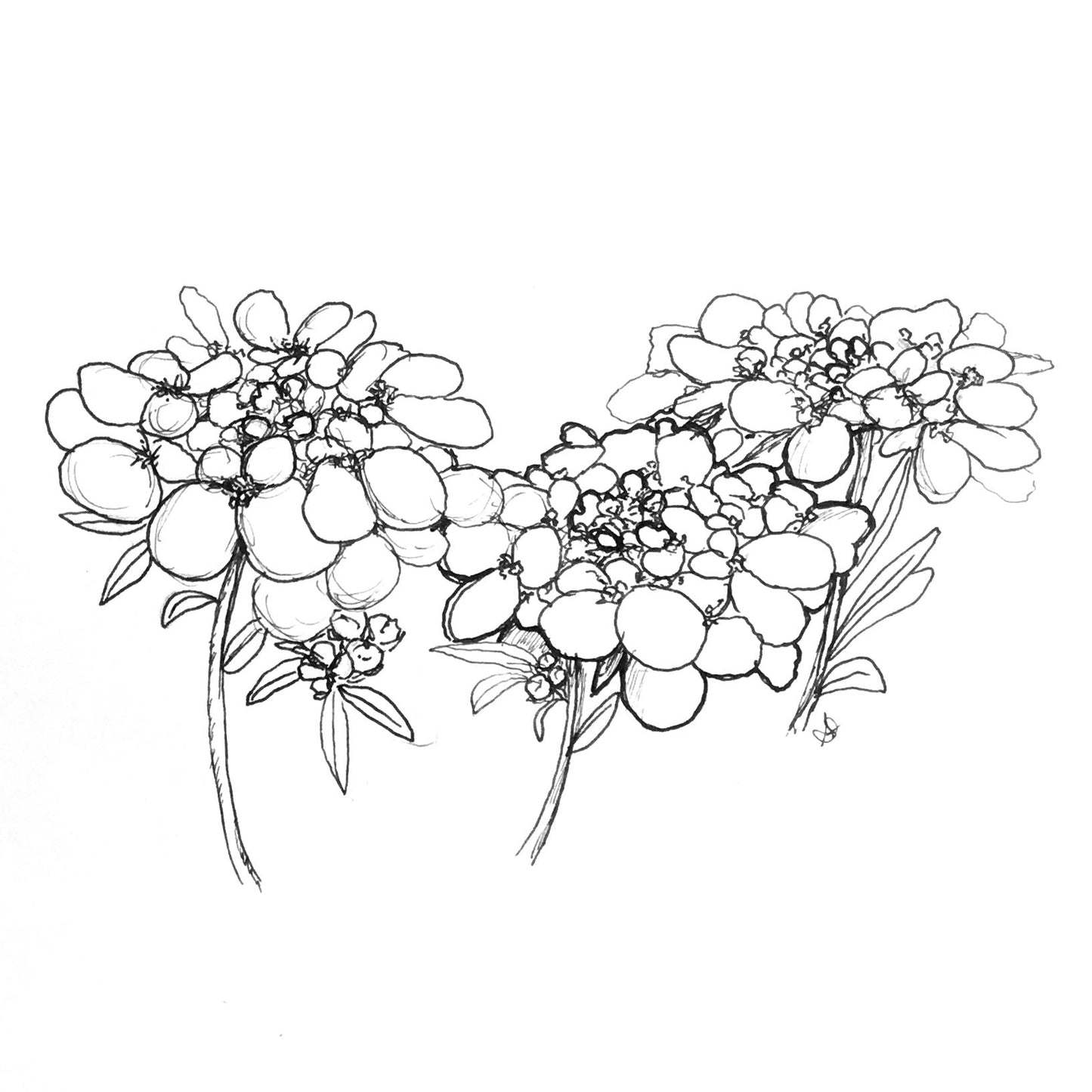 Candytuft 'Dwarf Fairy' Mix Seeds - Hollyhock Hill