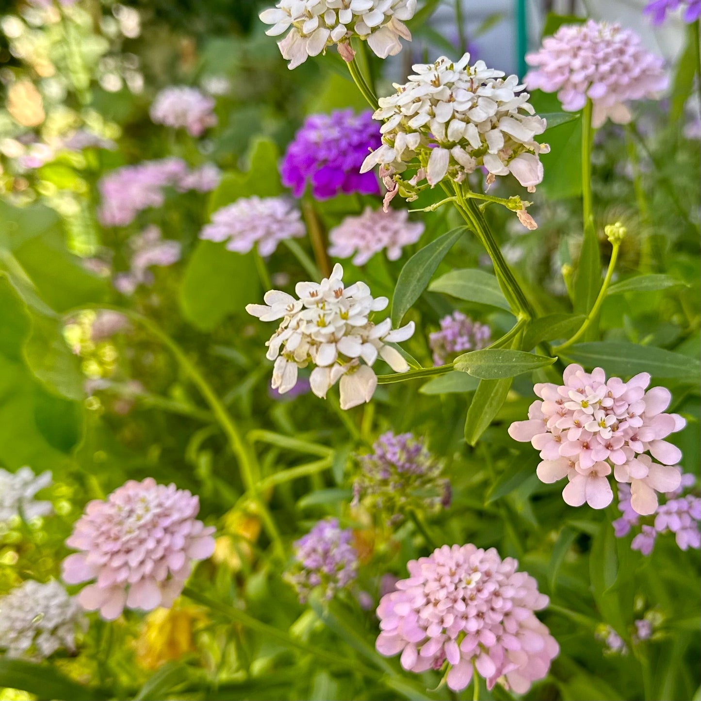 Candytuft 'Dwarf Fairy' Mix Seeds - Hollyhock Hill