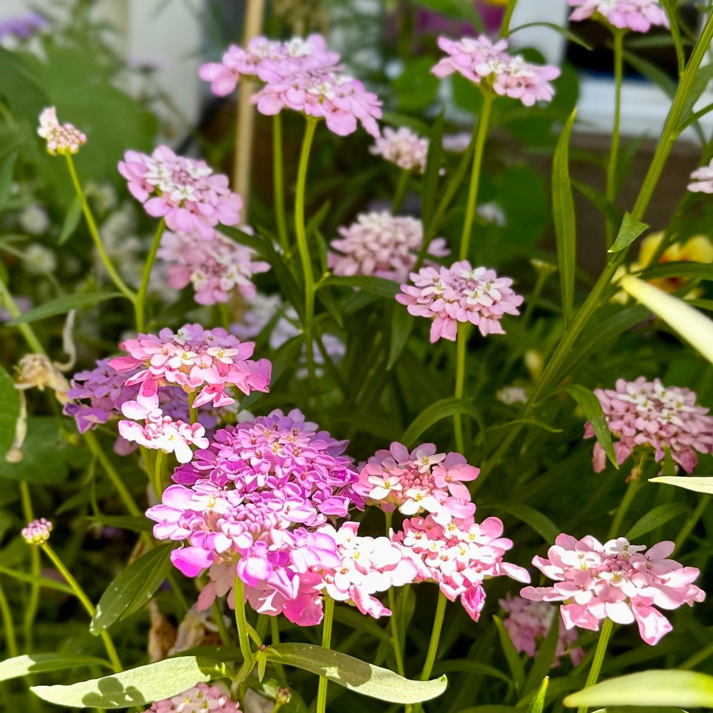 Candytuft 'Dwarf Fairy' Mix Seeds - Hollyhock Hill