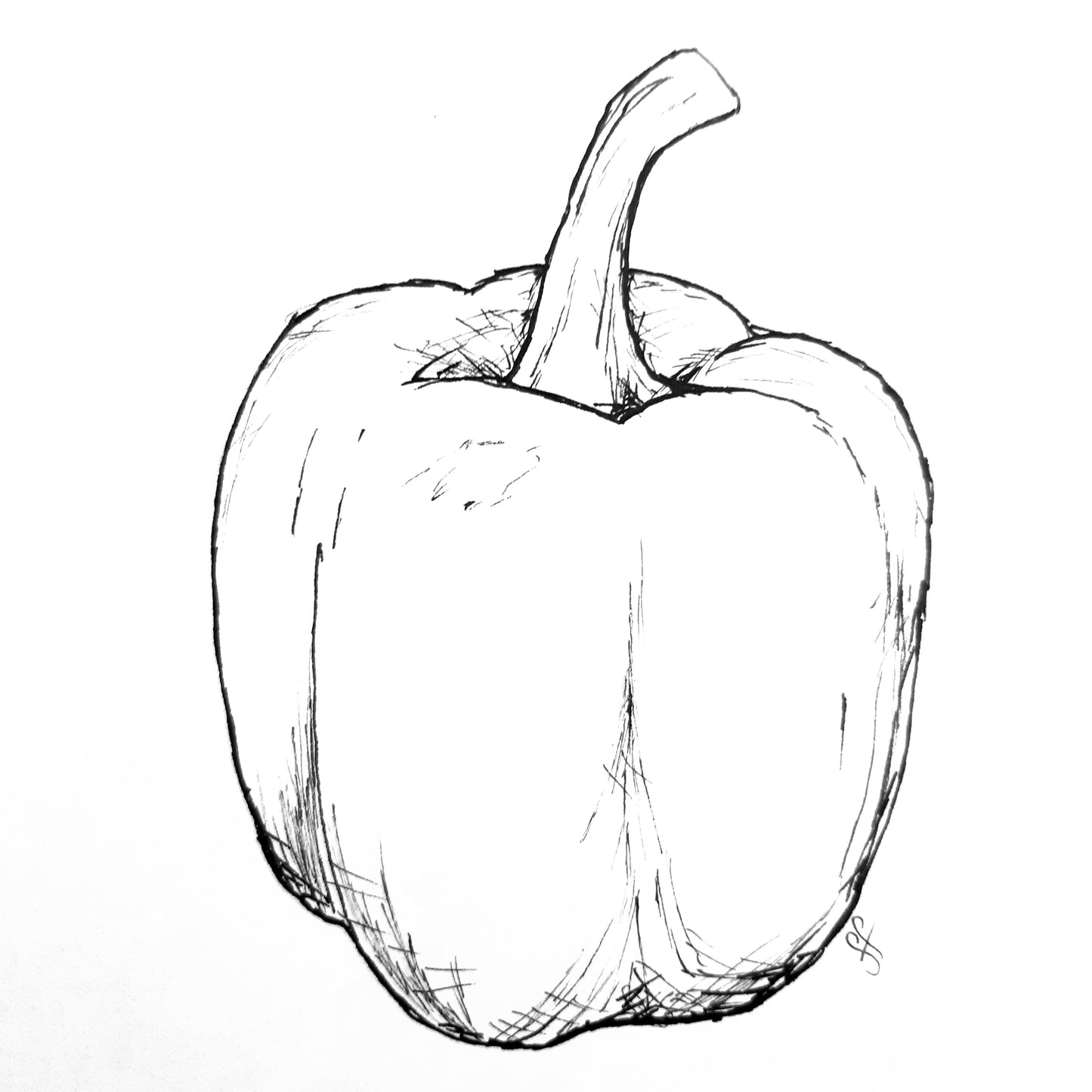 Capsicum 'Californian Wonder' Seeds - Hollyhock Hill