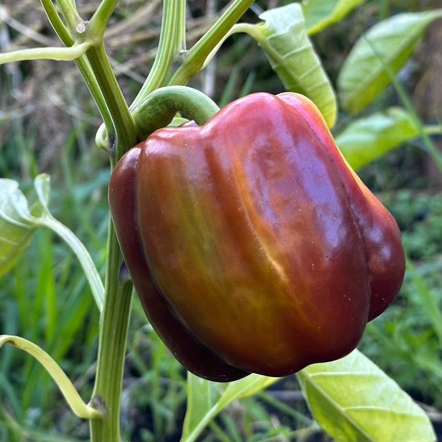 Capsicum 'Chocolate Beauty' Seeds - Hollyhock Hill