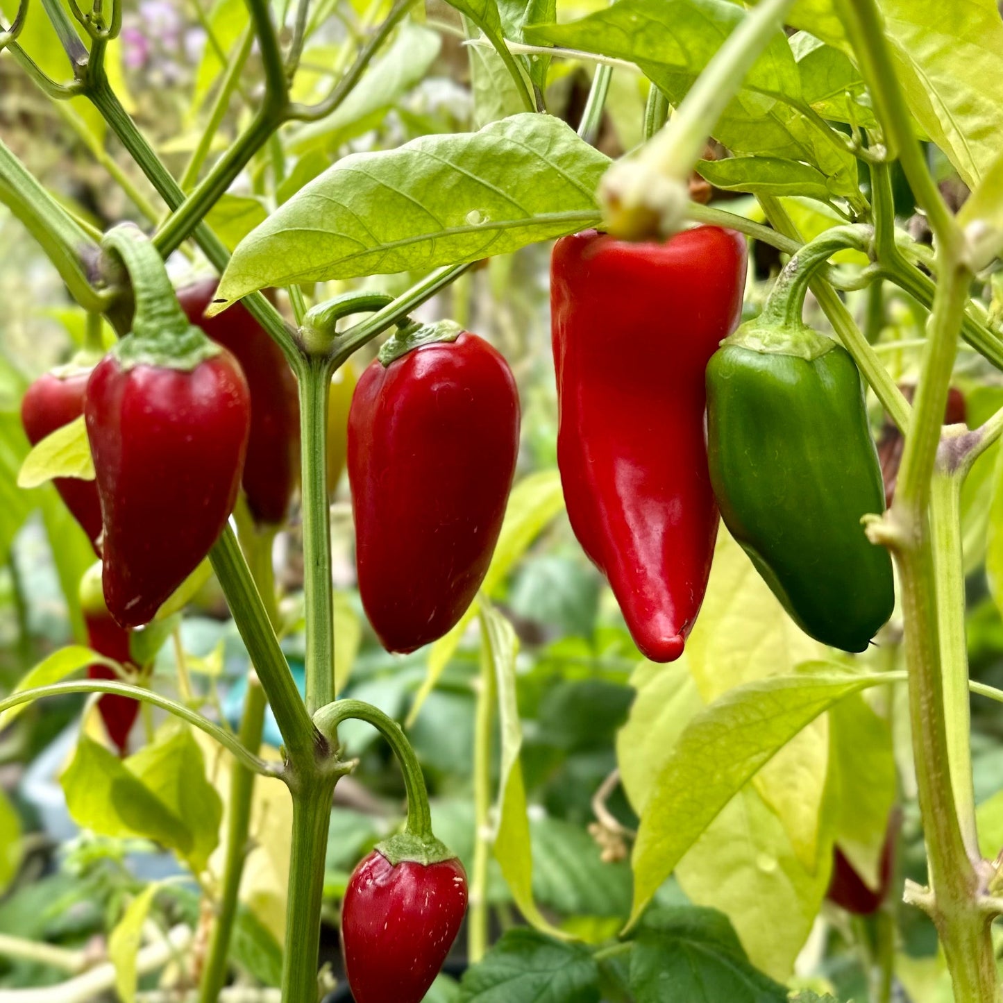 Capsicum 'Lipstick' Seeds - Hollyhock Hill