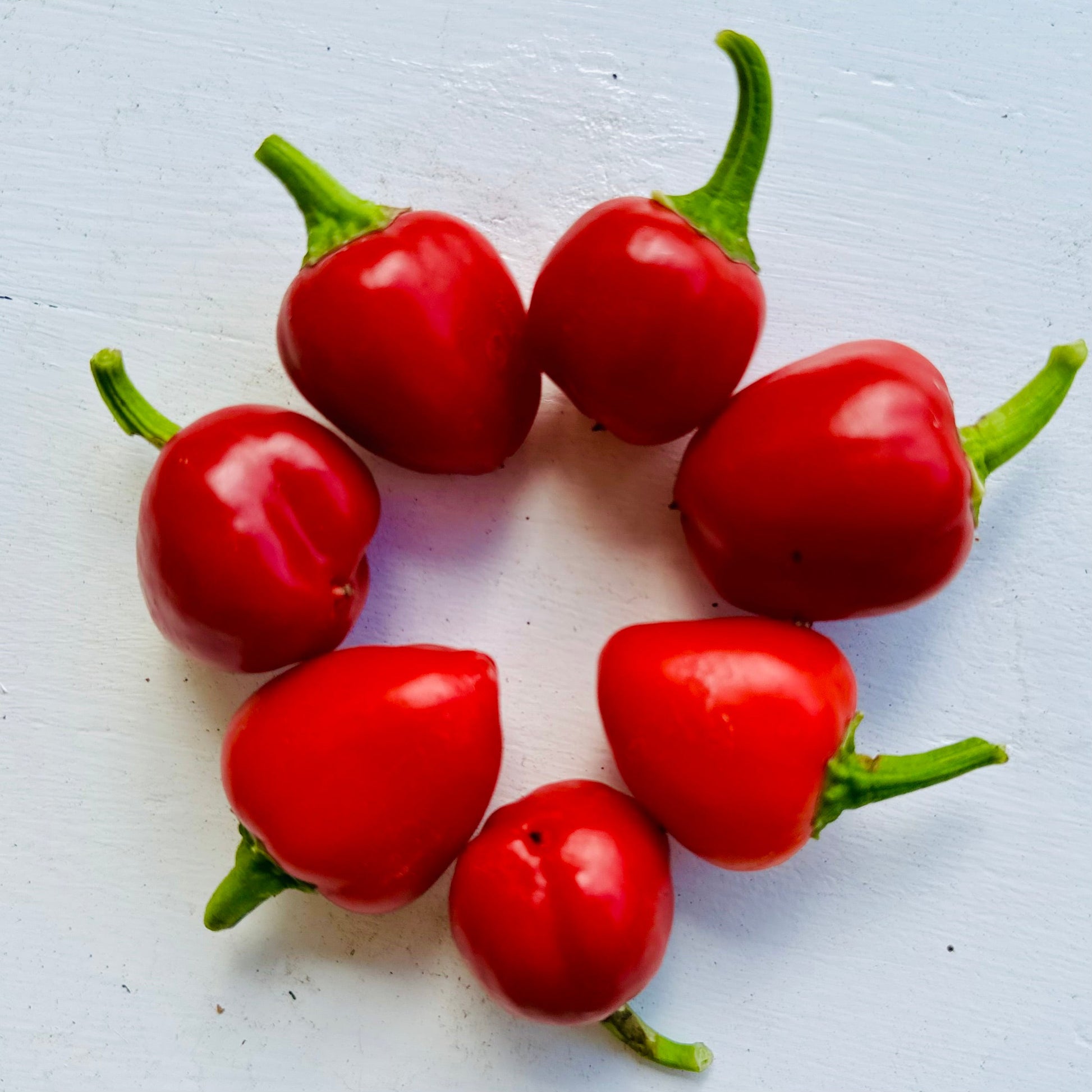 Capsicum 'Mini Belle' Seeds - Hollyhock Hill