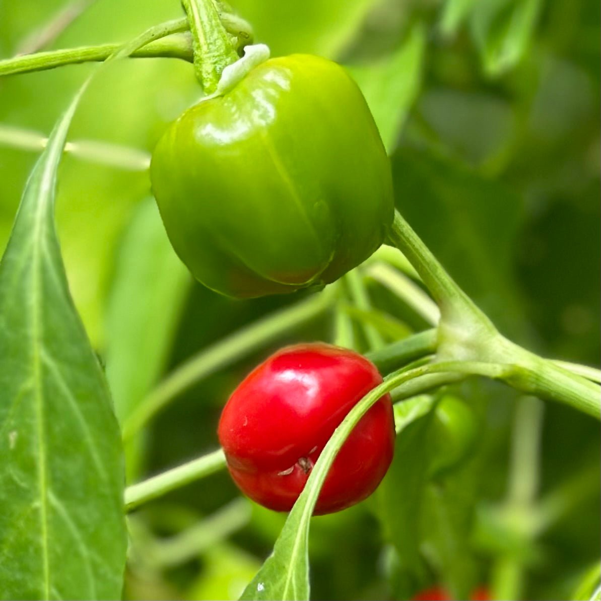 Capsicum 'Mini Belle' Seeds - Hollyhock Hill