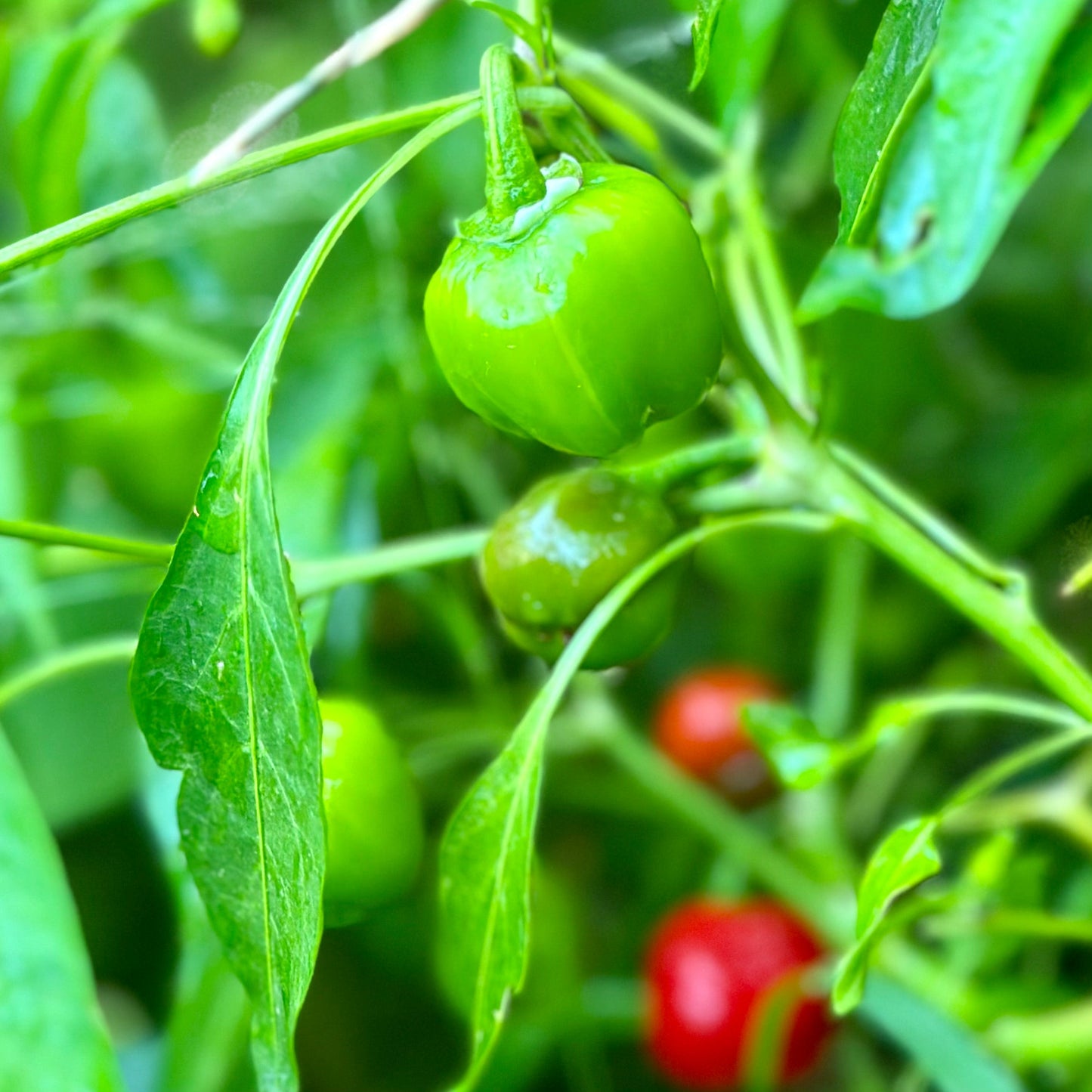 Capsicum 'Mini Belle' Seeds - Hollyhock Hill