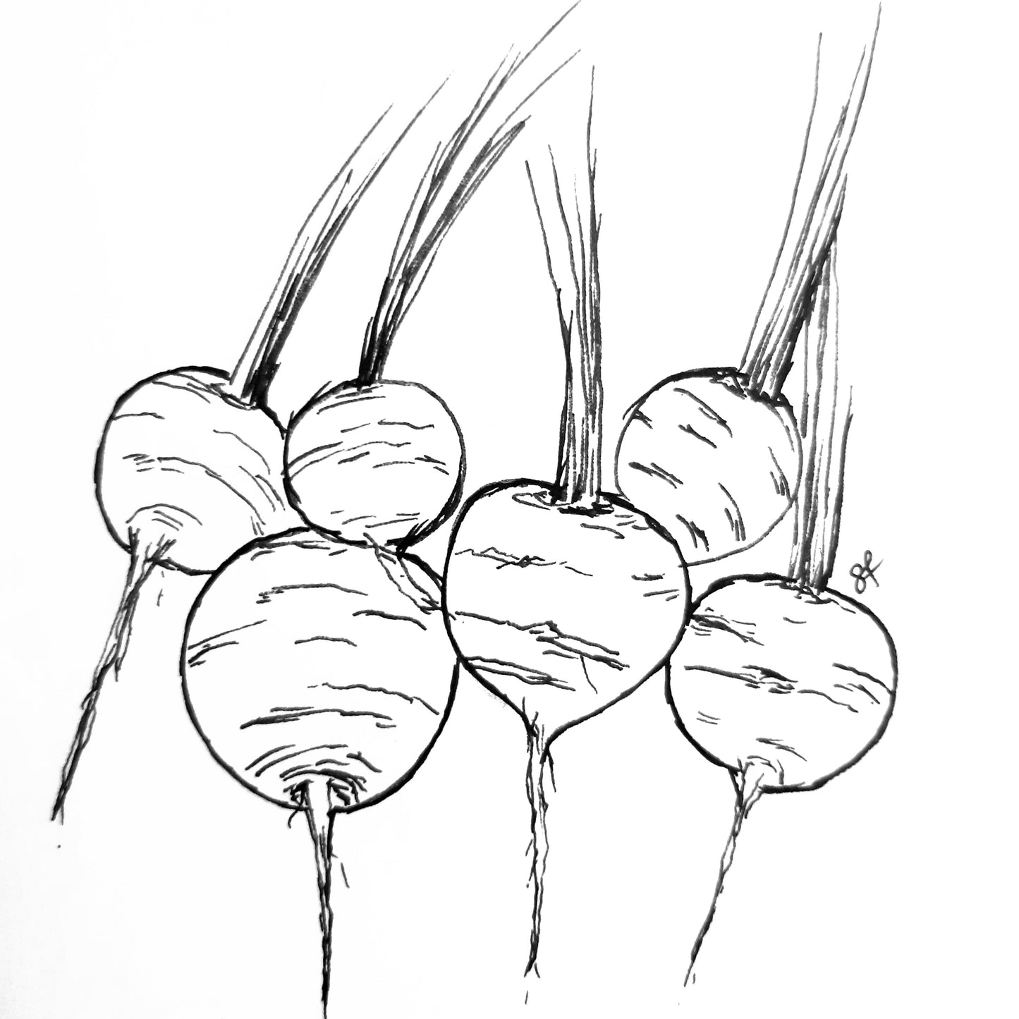 Carrot 'Paris Market' Seeds - Hollyhock Hill