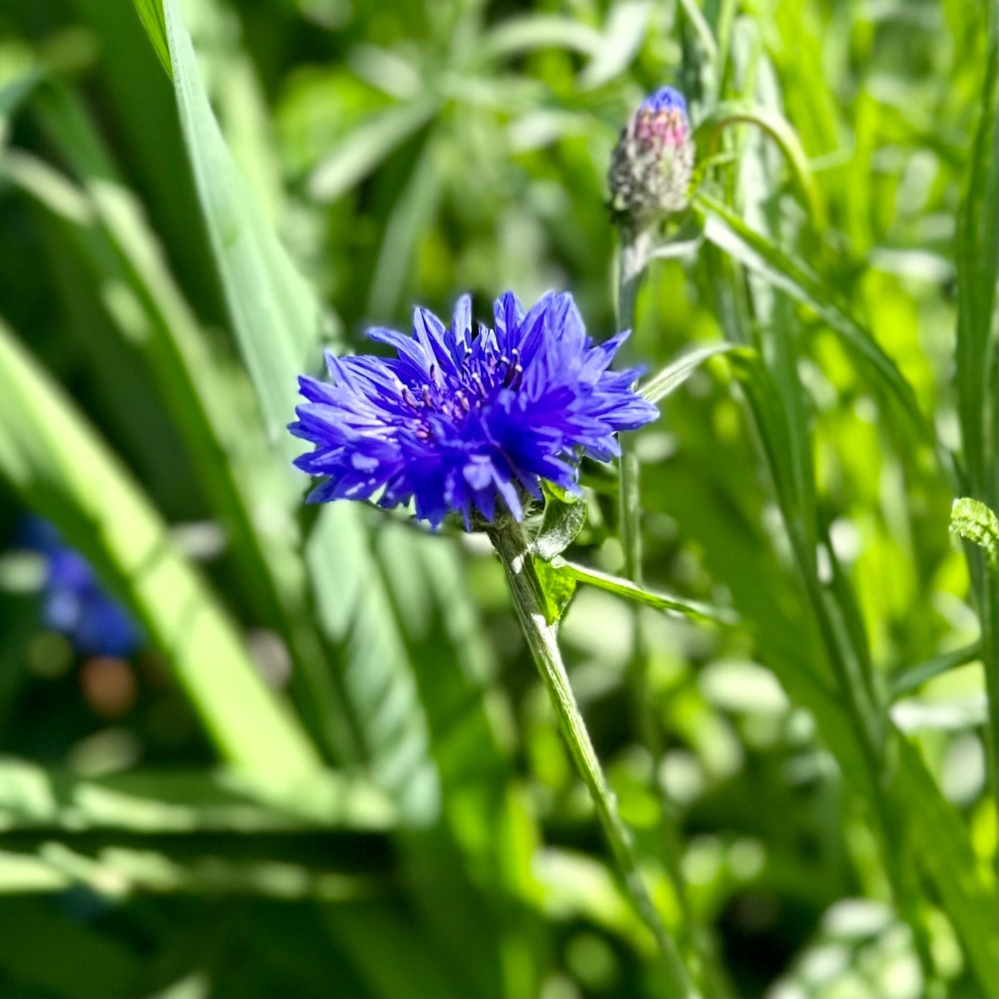 Cornflower 'Blue Boy' - Hollyhock Hill