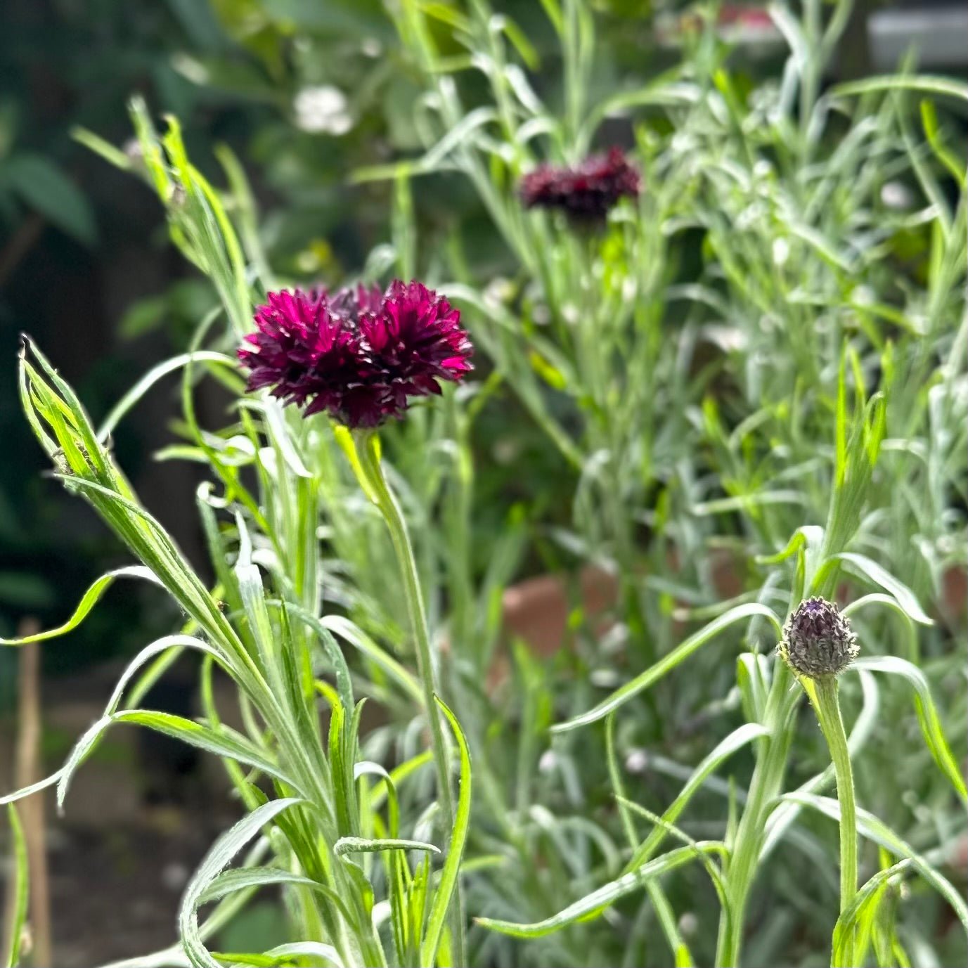 Cornflower 'Double Black Ball' Seeds - Hollyhock Hill