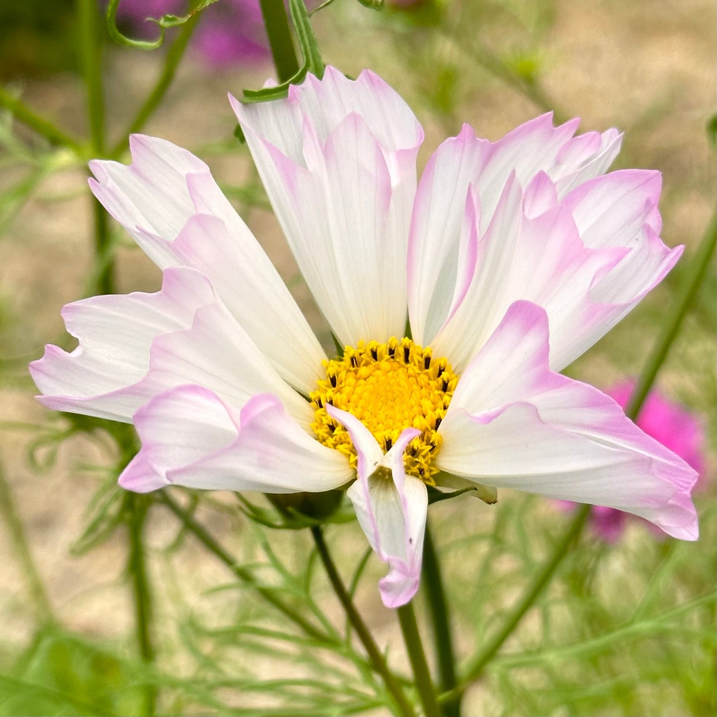 Cosmos 'Cottage Mix’ Seeds - Hollyhock Hill