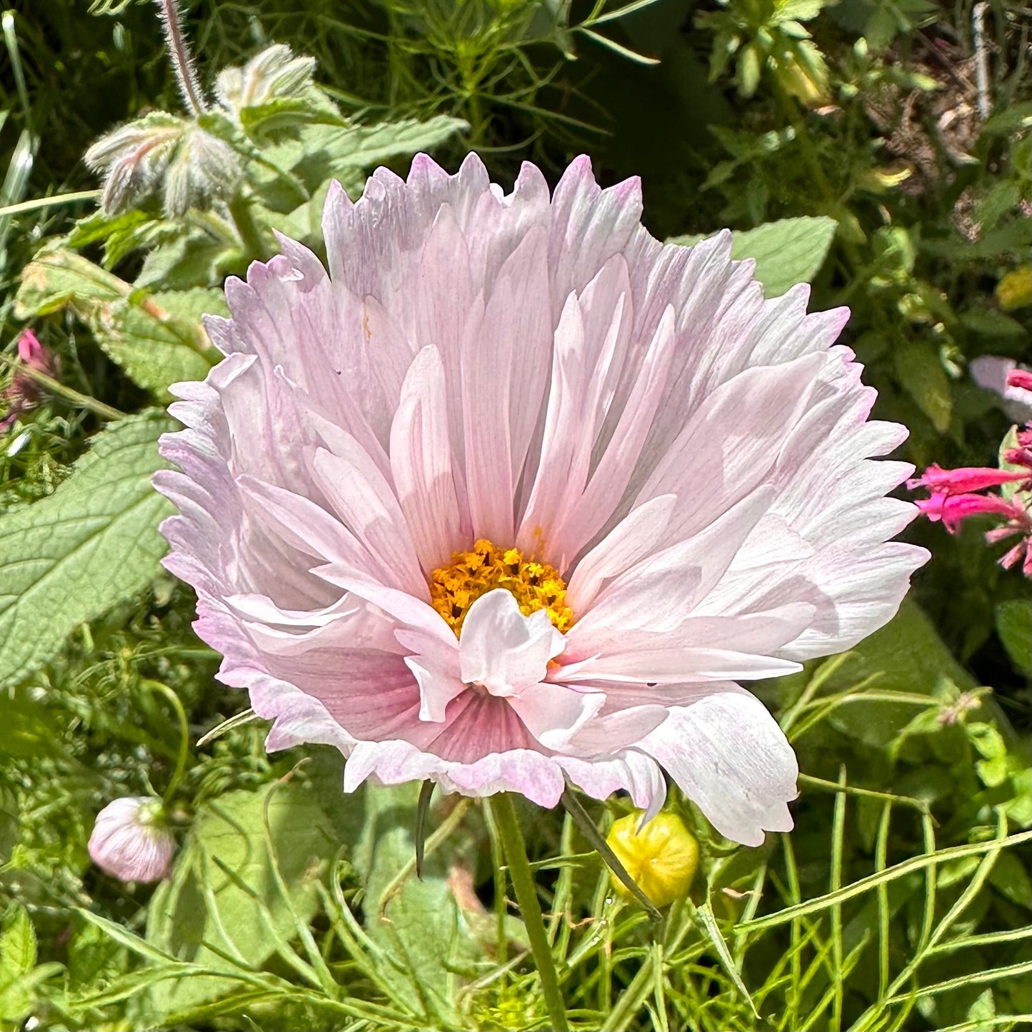 Cosmos 'Cupcakes' Mix Seeds - Hollyhock Hill