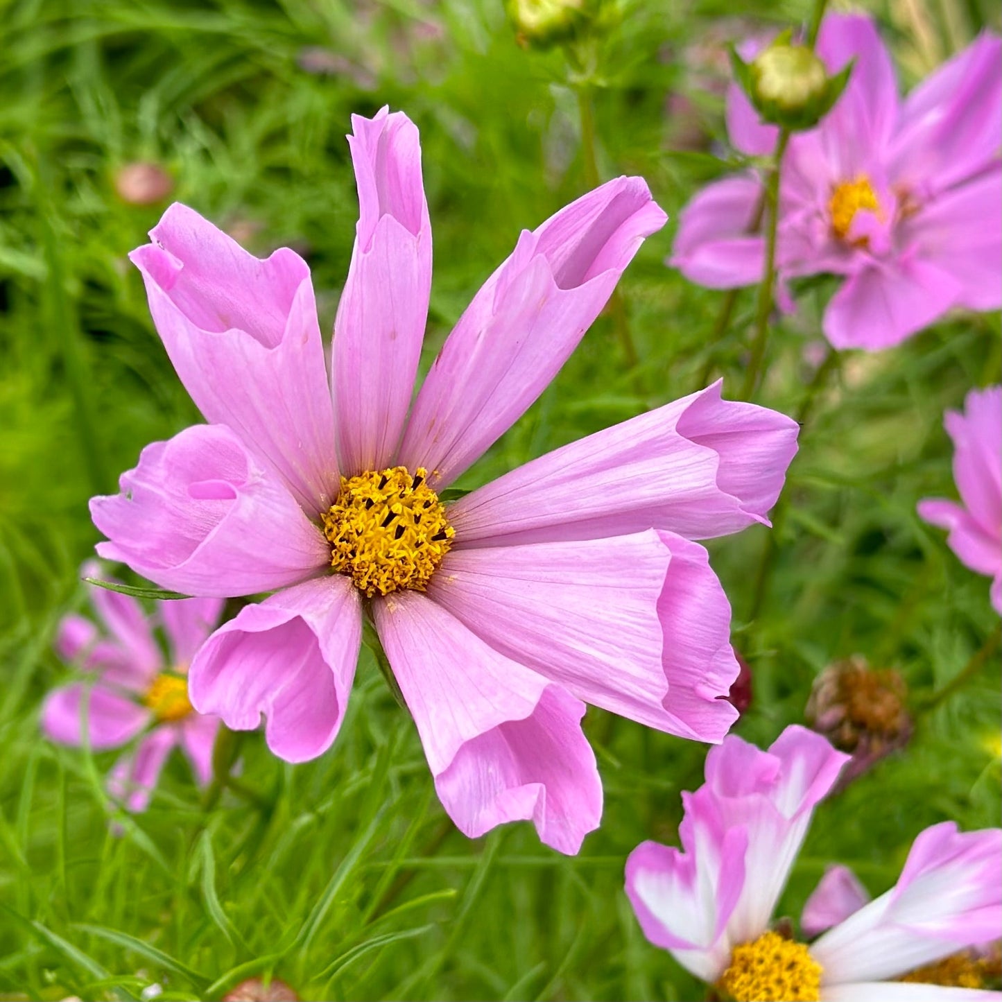Cosmos 'Seashells' Seeds - Hollyhock Hill