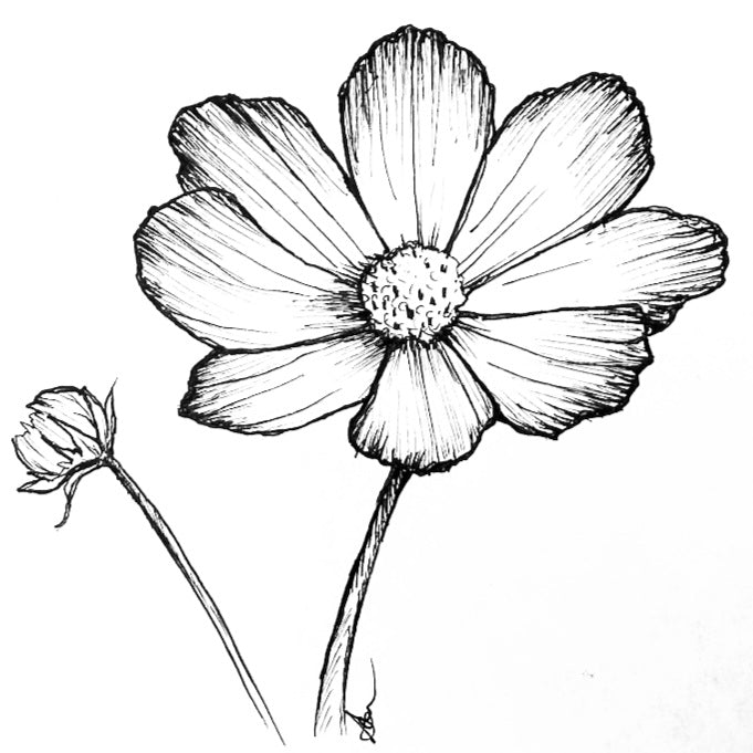 Cosmos 'Sensation Picotee' Seeds - Hollyhock Hill