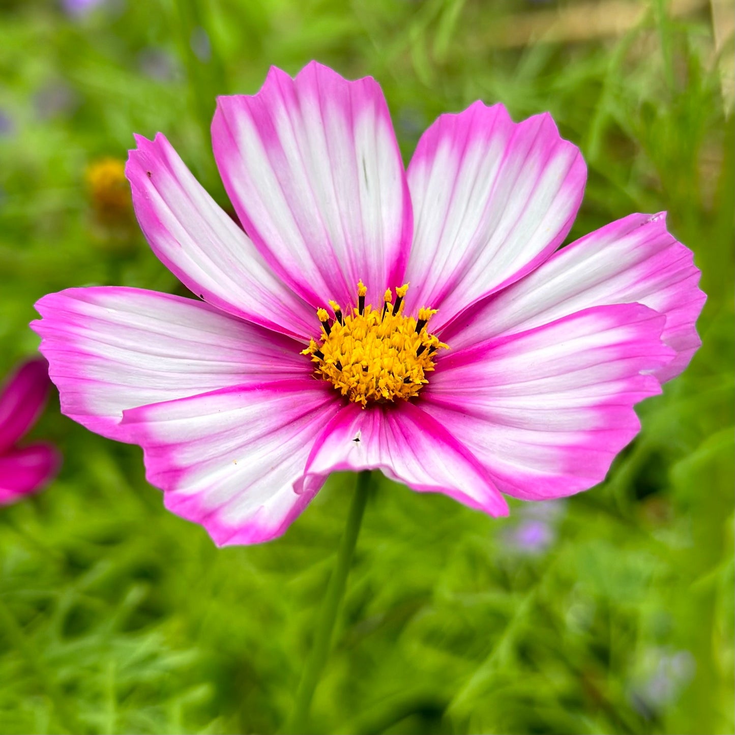 Cosmos 'Sensation Picotee' Seeds - Hollyhock Hill