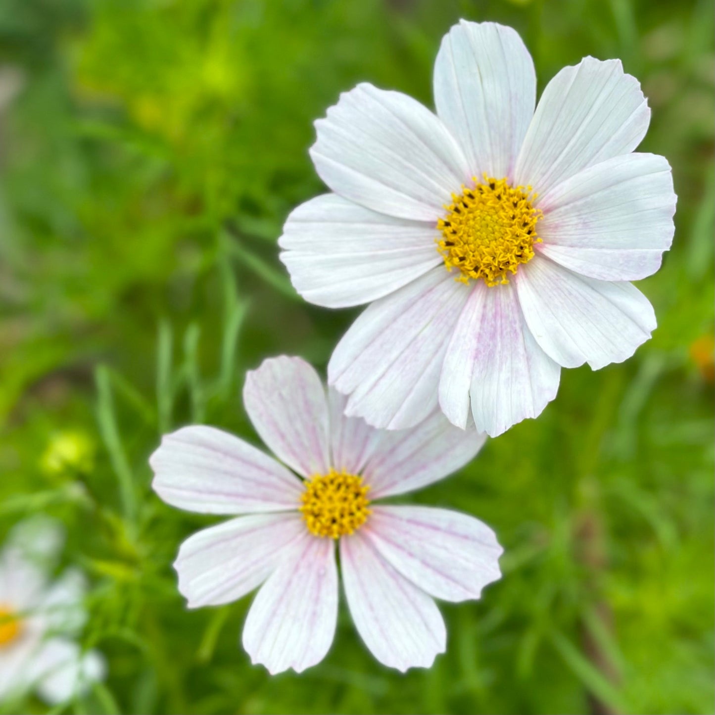 Cosmos 'Versailles Pink' Seeds - Hollyhock Hill