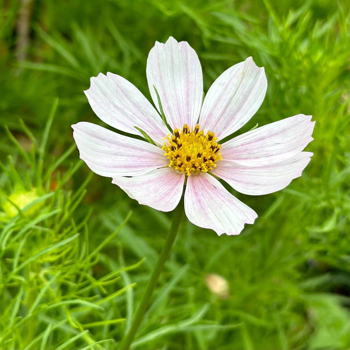 Cosmos 'Versailles Pink' Seeds - Hollyhock Hill