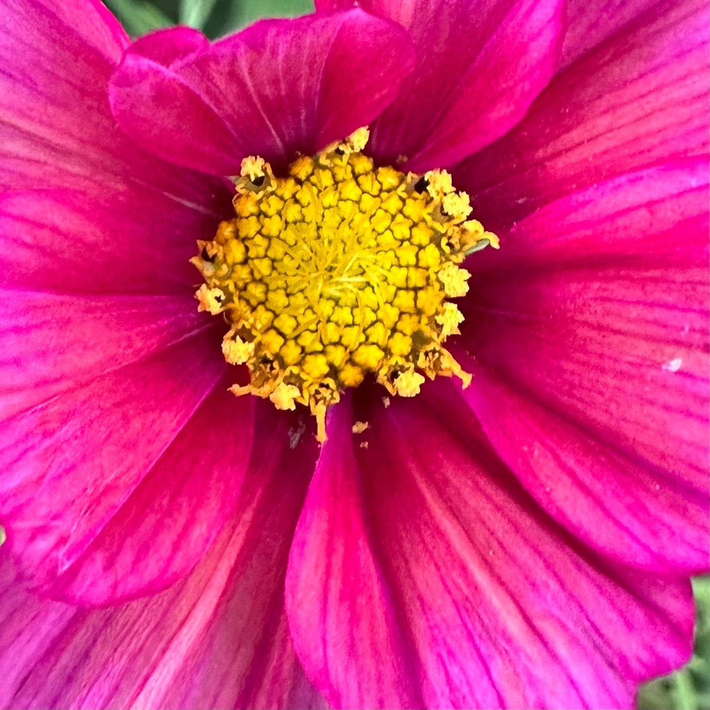Cosmos 'Xsenia' Seeds - Hollyhock Hill