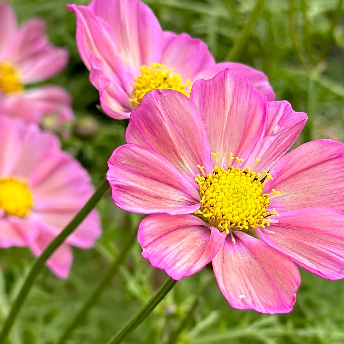 Cosmos 'Xsenia' Seeds - Hollyhock Hill