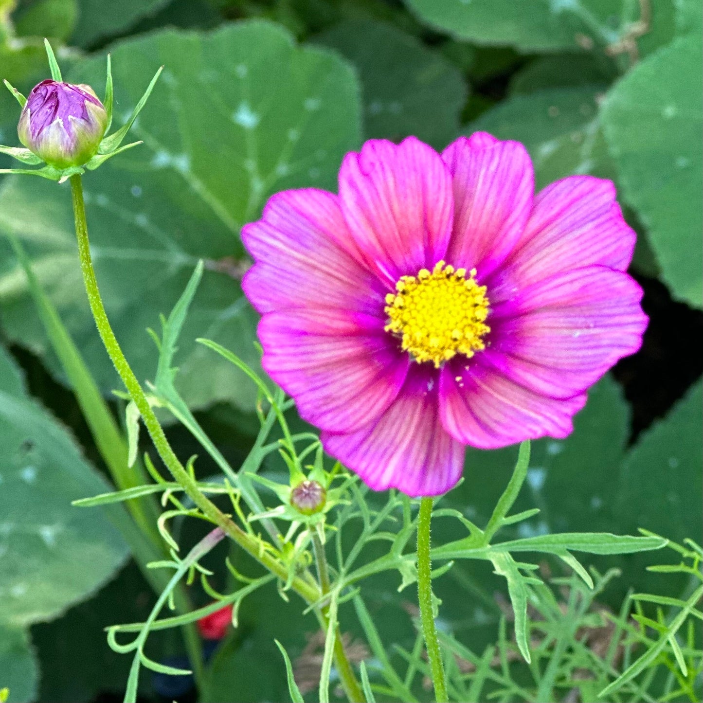 Cosmos 'Xsenia' Seeds - Hollyhock Hill