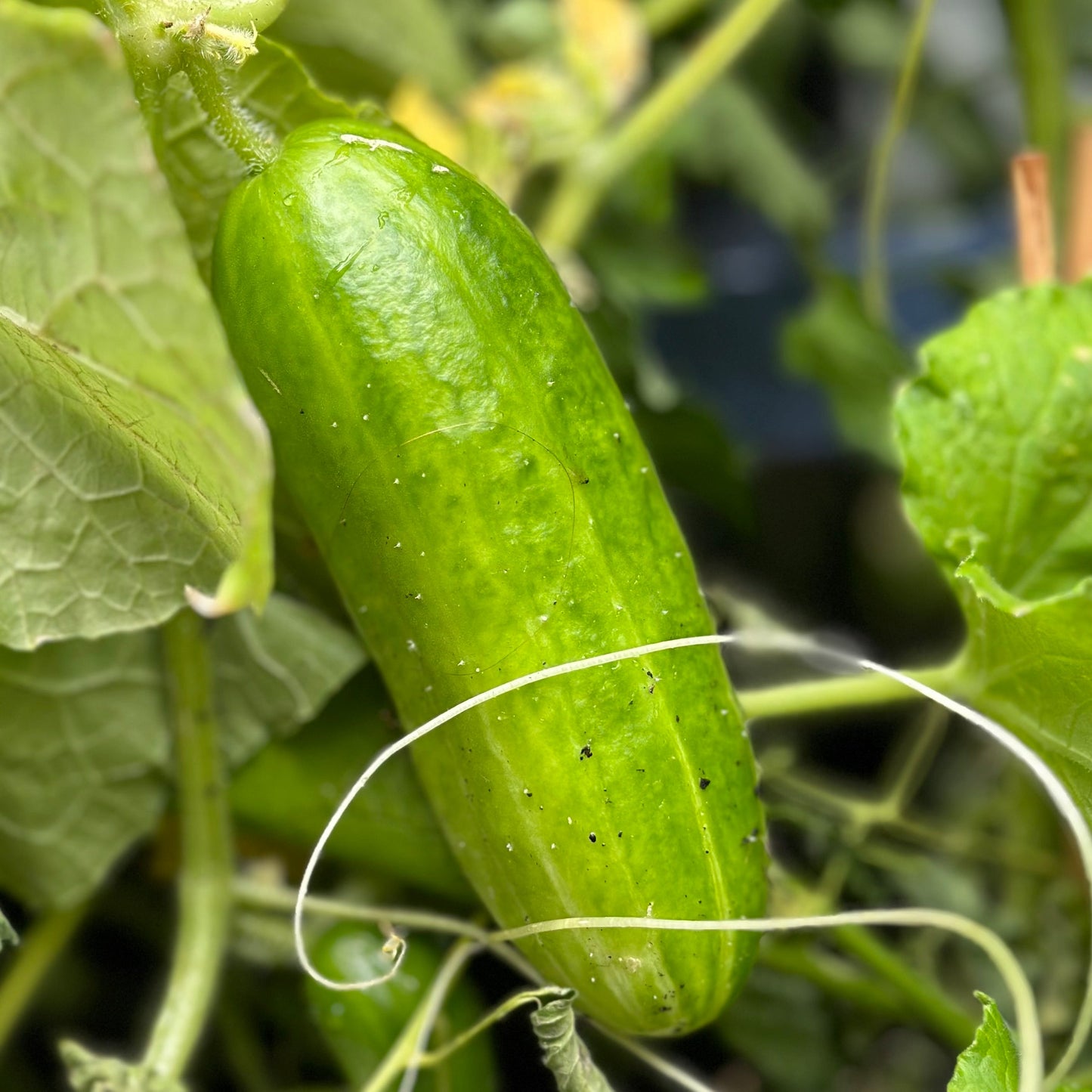 Cucumber 'Muncher Burpless' Seeds - Hollyhock Hill