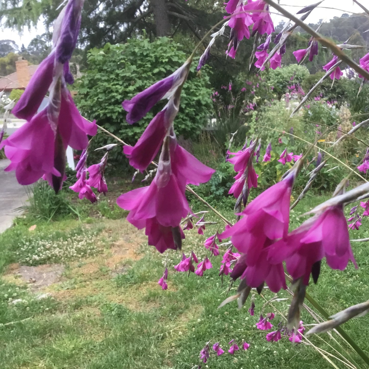Potted Fairy Fishing Rod - Ballarat Only