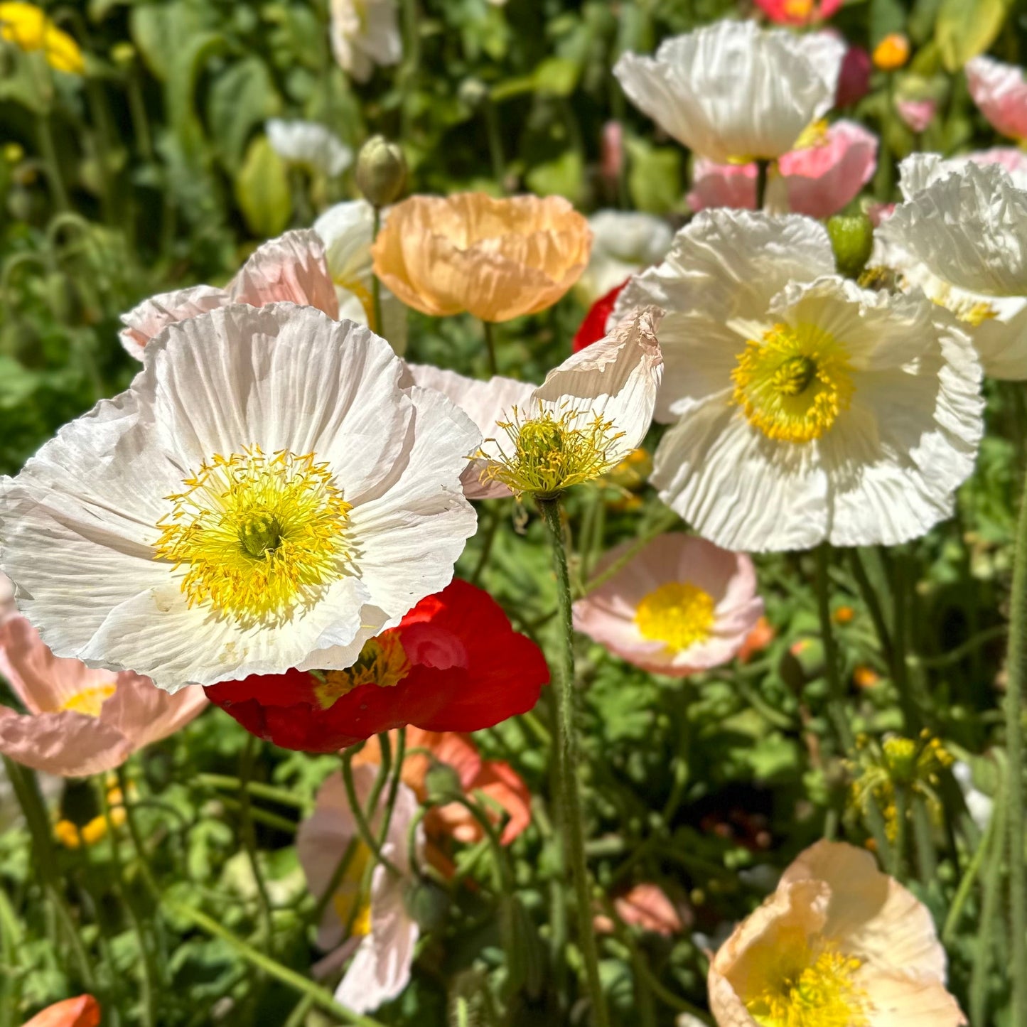 Iceland Poppy Victory Giant Mix Seeds - Hollyhock Hill