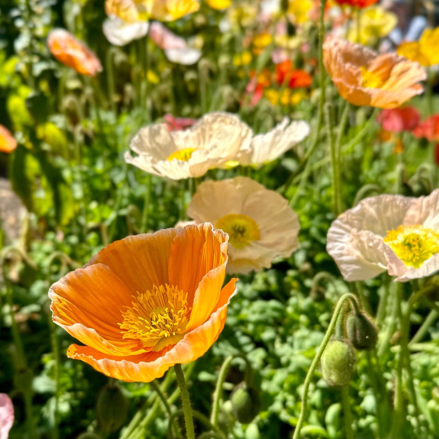 Iceland Poppy Victory Giant Mix Seeds - Hollyhock Hill