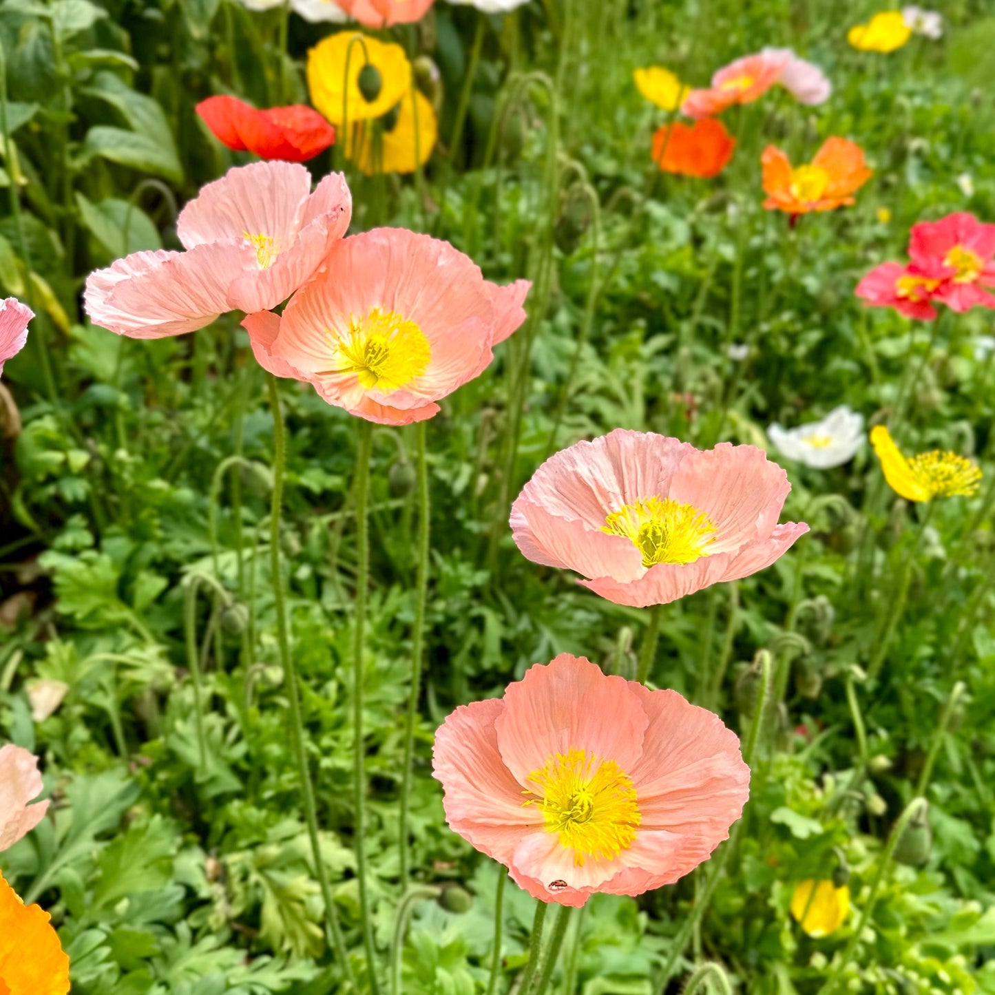 Iceland Poppy Victory Giant Mix Seeds - Hollyhock Hill