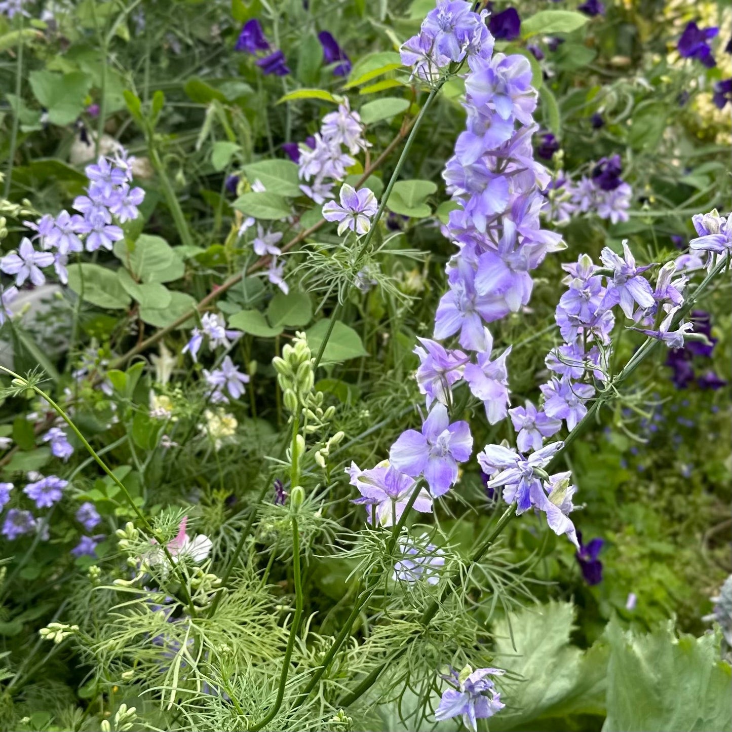 Larkspur Imperial 'Blue Bell' Seeds - Hollyhock Hill