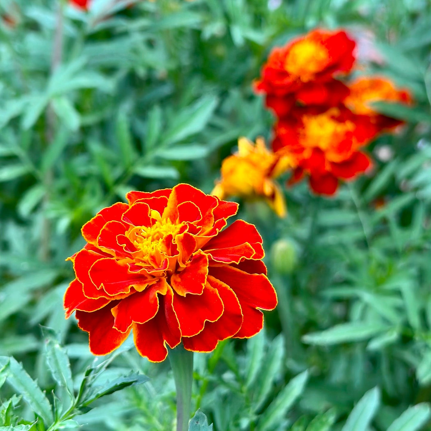 Marigold ‘French Red Brocade’ Seeds - Hollyhock Hill
