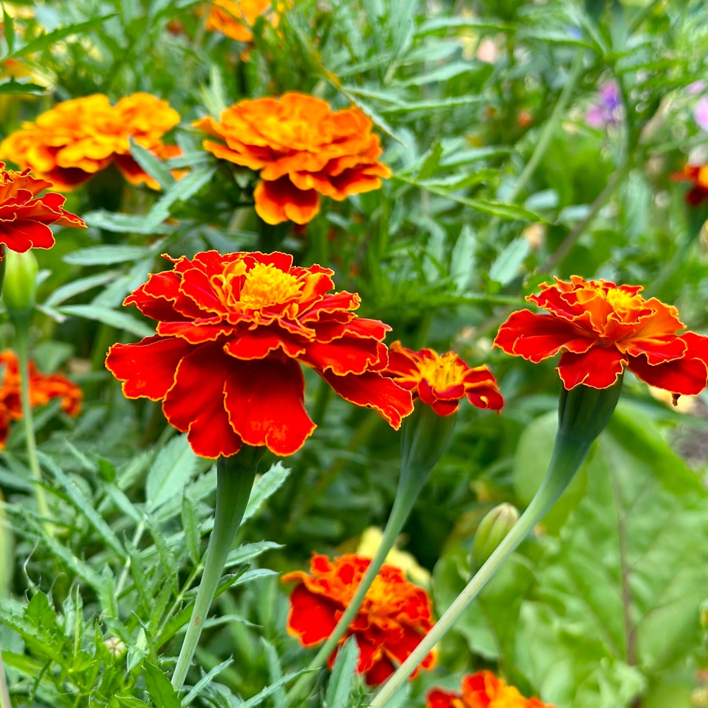Marigold ‘French Red Brocade’ Seeds - Hollyhock Hill