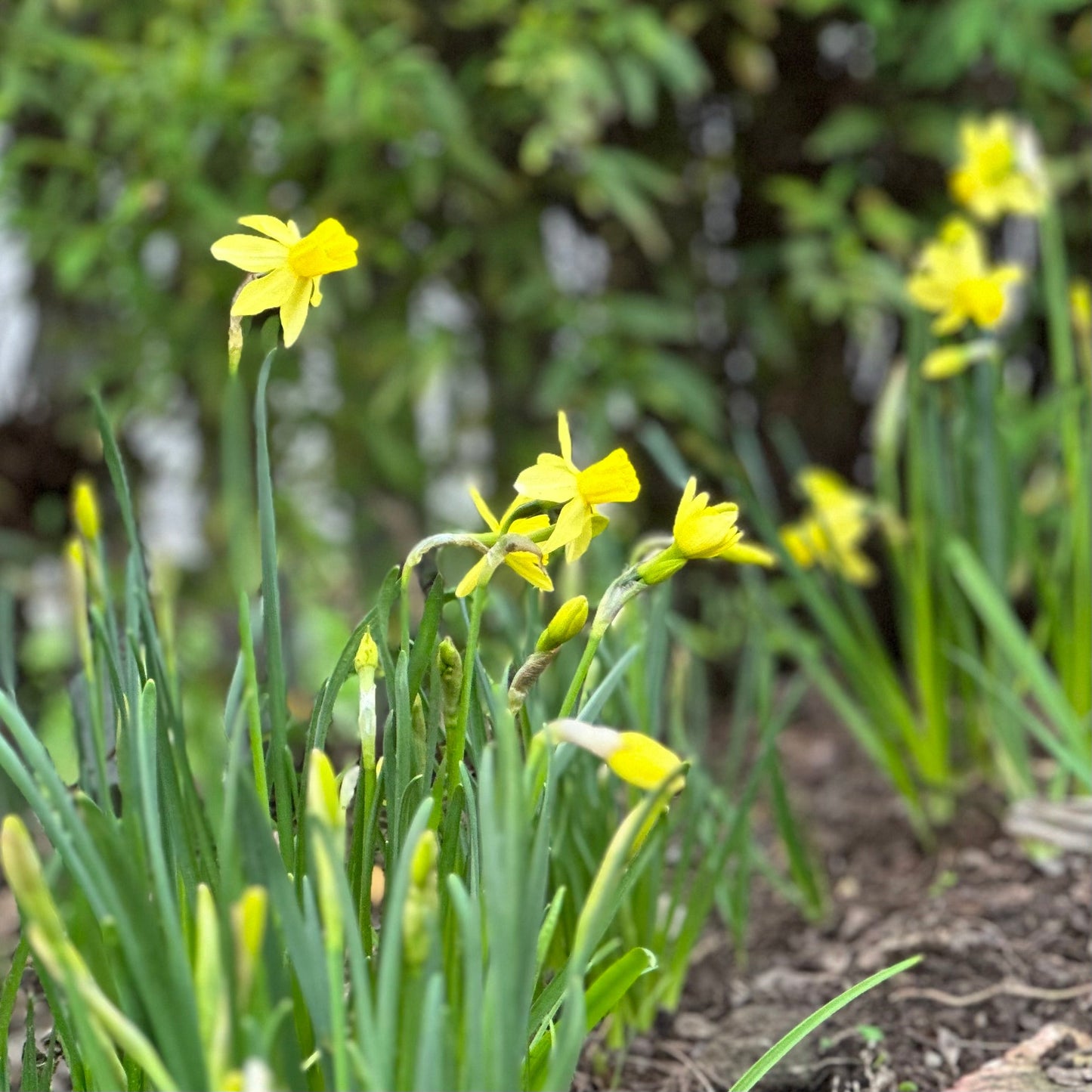 Miniature Daffodil 'Yellow Sailboat' 4 Bulbs - Hollyhock Hill