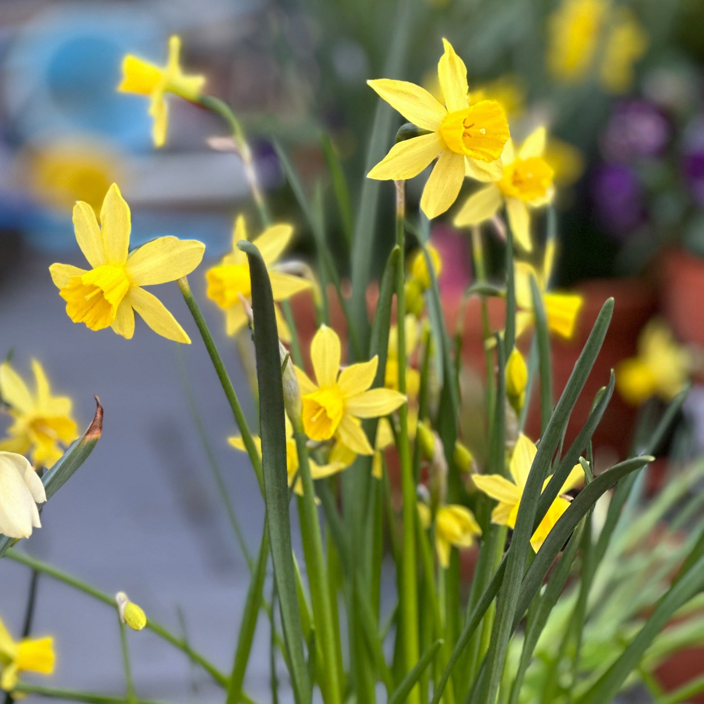 Miniature Daffodil 'Yellow Sailboat' 4 Bulbs - Hollyhock Hill