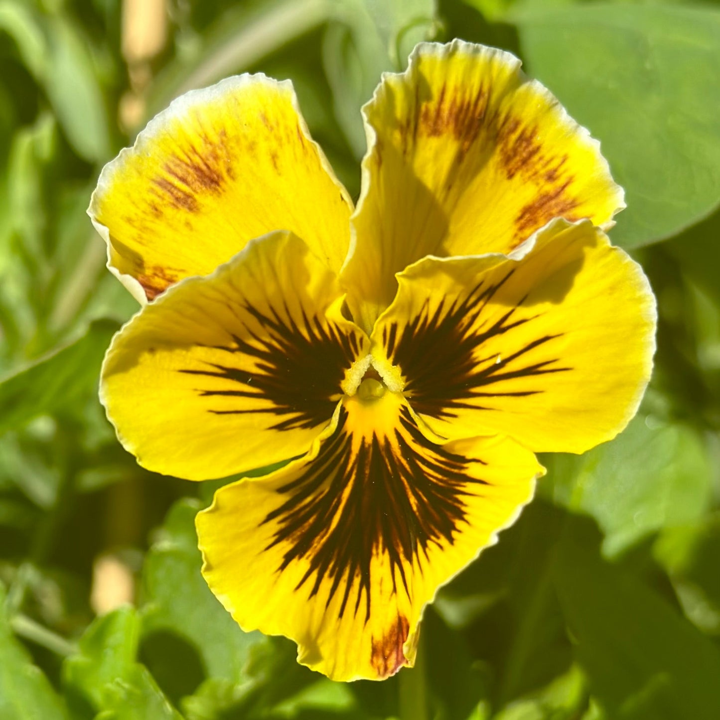 Pansy Rococo Frilled Mix Seeds - Hollyhock Hill