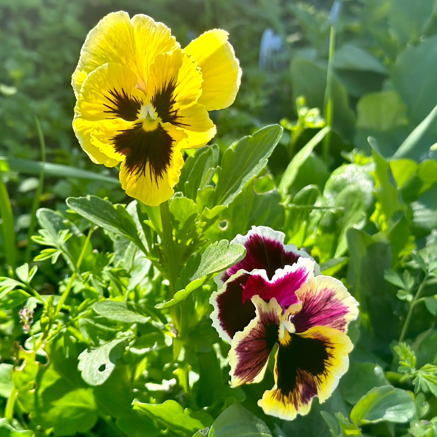 Pansy Rococo Frilled Mix Seeds - Hollyhock Hill