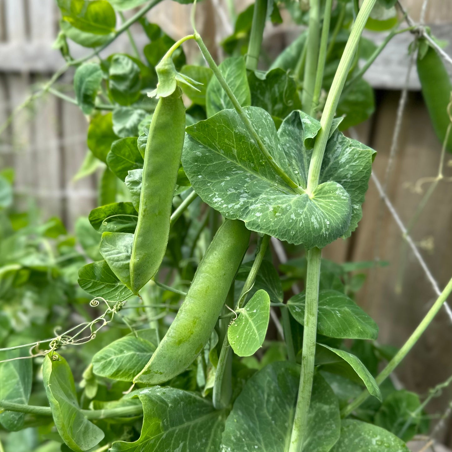 Pea 'Telephone' Seeds - Hollyhock Hill